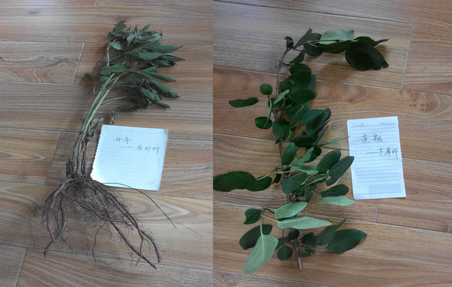 药学系新闻稿375 拷贝.jpg 药学系新闻稿375 拷贝.jpg